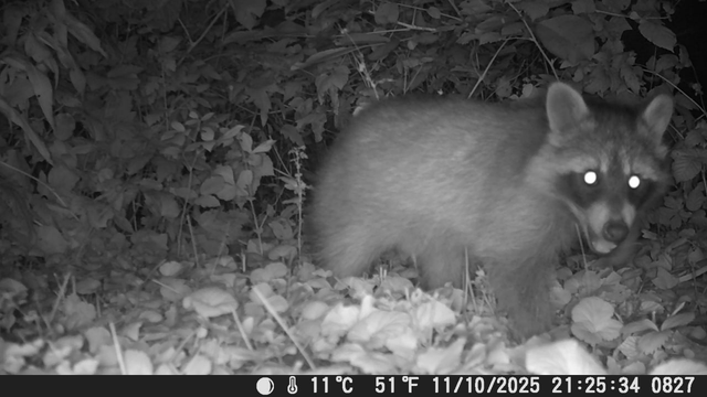 Ein Bild von einer Wildkamera. Es ist nachts aufgenommen und aufgrund der Infrarotkamera schwarz-weiß. Man sieht einige größere Pflanzen im Hintergrund und Efeu und ein paar Wildkräuter auf dem Boden. Rechts-mittig im Bild steht ein Waschbär. Er schaut in die Kamera, seine Augen leuchten aufgrund des Infrarotlichts. Er hat das Maul leicht geöffnet, sodass es aussieht, als würde er grinsen. Auch er hat einen schwarzen Fellstreifen um die Augen.