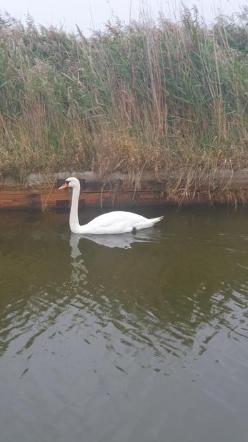 A white Swan at Meadow Dyke, Norfolk