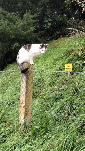 Eine weiß getigerte Katze sitzt auf einem Zaunpfahl und blickt nach unten