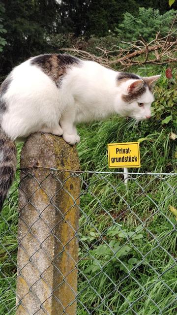 Eine weiß getigerte Katze sitzt auf einem Zaunpfahl und beobachtet irgenwas rechts außerhalb vom Bild