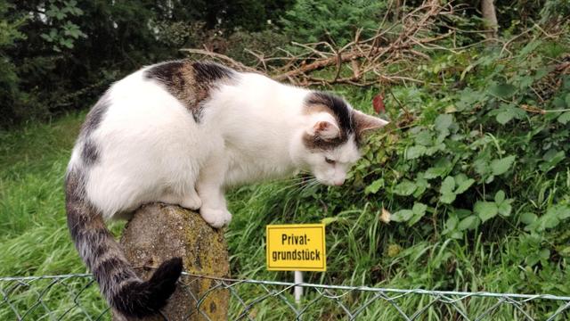 Eine weiß getigerte Katze sitzt auf einem Zaunpfahl und blickt nach unten