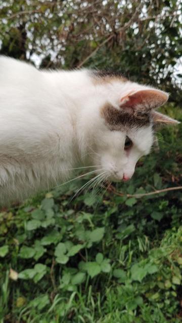 Kopf einer weiß getigerten Katze