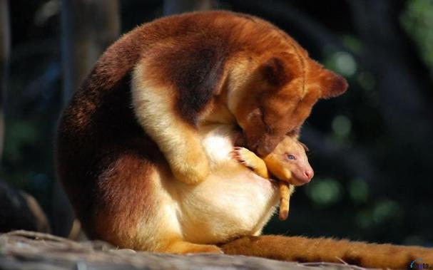 Golden-mantled Tree Kangaroo Dendrolagus pulcherrimus