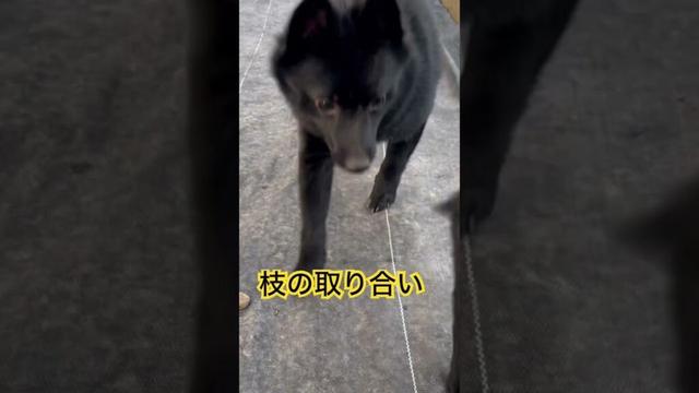 枝を取り合う子どもたち #スキッパーキ #子犬 #ブリーダー
