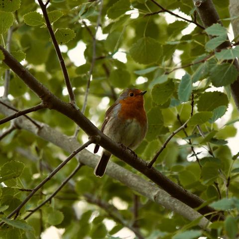 A robin