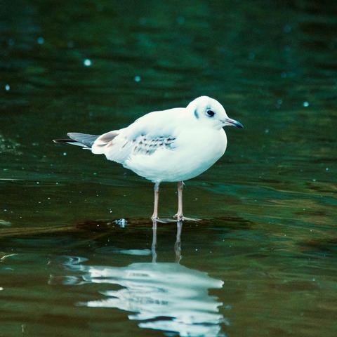 A black-headed gull, only with a mostly white head for winter already