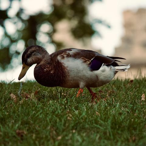 A mallard