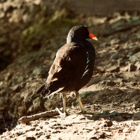 A moorhen