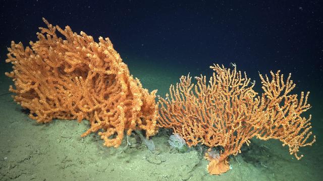 underwater photo of two colonies of yellow branching corals on the sea floor, a possible new species of Bamboo coral