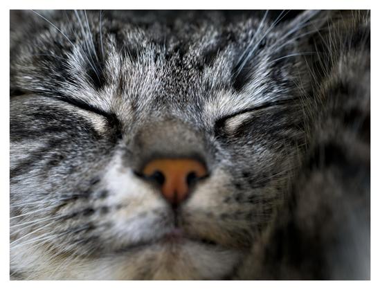 En liggande bild på katten Sonja som sover. Bilden är tagen rakt framifrån och rymmer bara hennes ansikte.