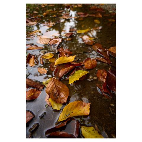 Wide closeup of fallen brown and yellow leaves in a puddle in the woods.