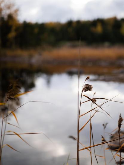 Tall, dry grass in the foreground with a blurred background featuring a calm body of water. The scene is framed by a dense tree line with autumn foliage under a cloudy sky.