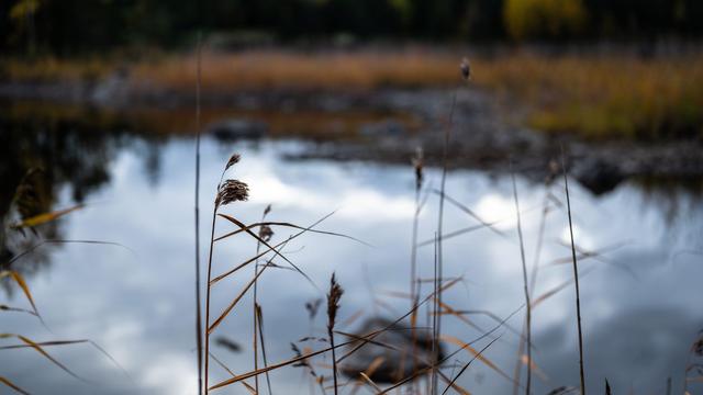 Tall reeds in the foreground with blurred focus, set against a calm body of water reflecting a cloudy sky. The background is a mix of brown and green vegetation, suggesting a natural landscape in early autumn.