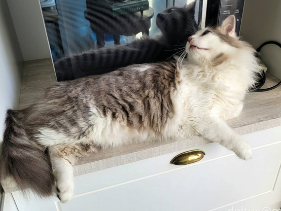 A long-haired cat with white and grey fur is lying on a kitchen cabinet with a wooden top. The cat is stretched out, looking upwards with its mouth slightly open. A black microwave is visible in the background, reflecting the cat's image. The cabinet has a gold-colored handle.

[pt] Um gato de pelo longo com pelagem branca e cinza está deitado em um armário de cozinha branco com tampo de madeira. O gato está esticado, olhando para cima com a boca levemente aberta. Um forno de micro-ondas preto está visível ao fundo, refletindo a imagem do gato. O armário tem uma alça dourada.