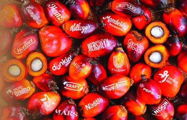 Brands using deforestation palm oil