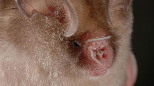 Thailand Leaf-nosed Bat Hipposideros halophyllus by Psunhum