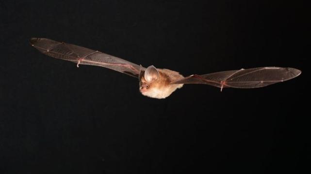 Thailand Leaf-nosed Bat Hipposideros halophyllus by Bats of Thailand