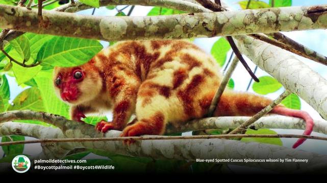 Blue-eyed Spotted Cuscus Spilocuscus wilsoni by Tim Flannery