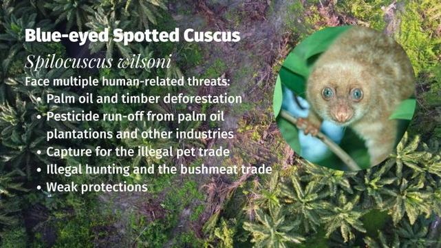 Blue-eyed Spotted Cuscus Spilocuscus wilsoni threats