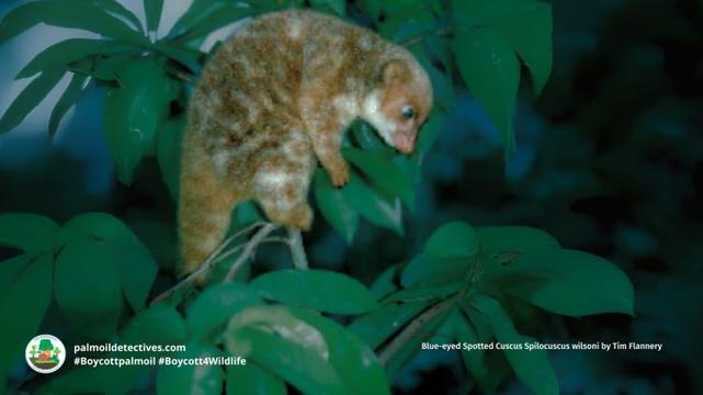Blue-eyed Spotted Cuscus Spilocuscus wilsoni by Tim Flannery (3)