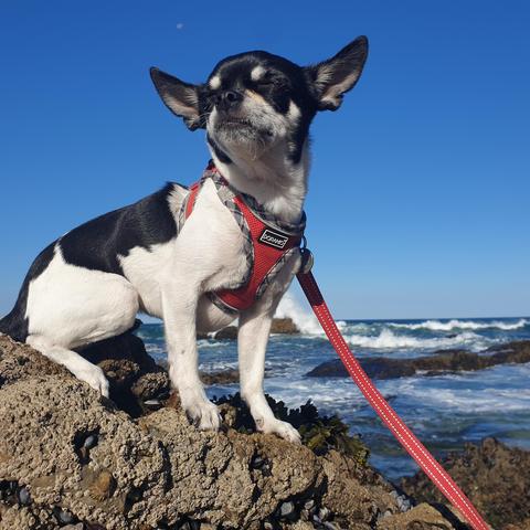 The queen of the rock
