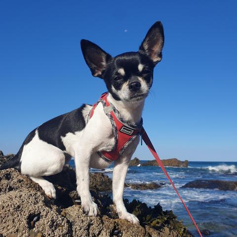 The queen of the rock