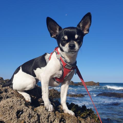 The queen of the rock