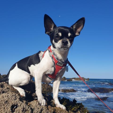 The queen of the rock