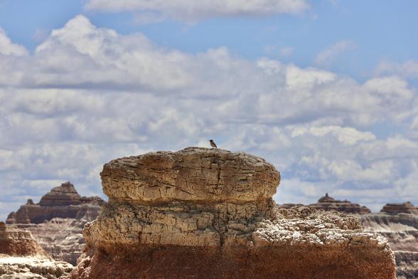 Small bird with a long curved beak, sitting on a large rock. Background is a rocky terrain and cloudy sky. Bird is very small in the frame.