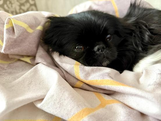 Black Pekingese dog lying on the bed.