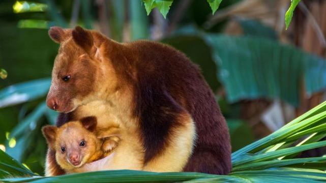 Lowlands Tree Kangaroo Dendrolagus spadix