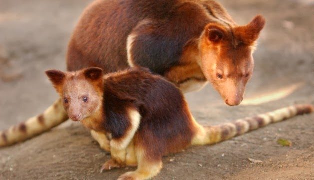 Lowlands Tree Kangaroo Dendrolagus spadix