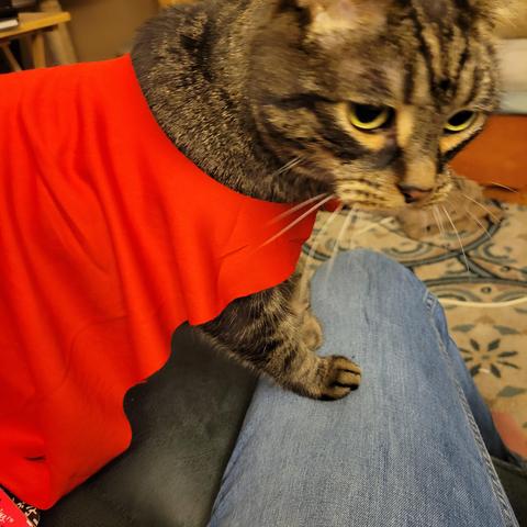Farnsworth, AKA Farnsie, is a brown tabby with a pink nose and green eyes. He's got his front paws on my leg & he's wearing a little red cape.

Most of the crimes he's contemplating involve revenge on whoever forced this current indignity upon him.  Please don't tell him that it was me.