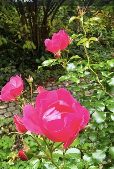 Pinkfarbene Rosen