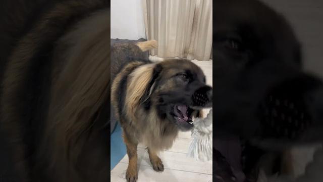 【超大型犬】　ショート オモチャ　Leonberger　レオンベルガー  #大型犬のいる生活　 #Shorts