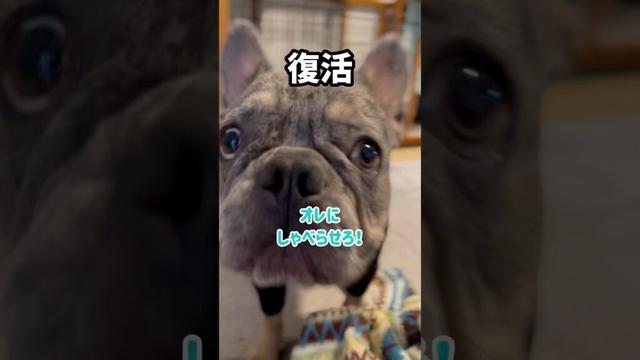 【速報】ついに喋った！1ヶ月沈黙を貫いていた弟 #shorts