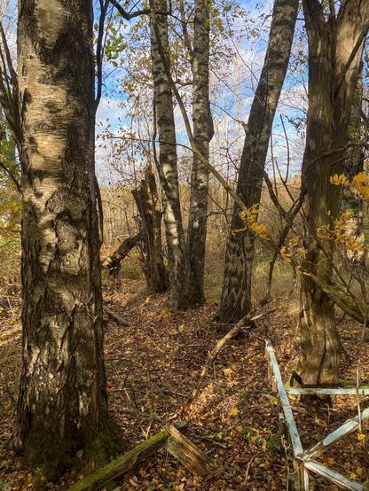 Syksyisiä koivujen ja muiden lehtipuiden runkojen alaosia. Puissa kellertäviä ja vihreitä lehtiä, maassa paljon pudonneita lehtiä. Puiden juurella puisia telineromuja.