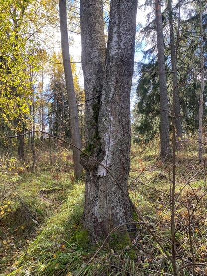 Kaksihaarainen koivu sekametsän ruohikkoisessa rinteessä. Auringon loiste hehkuu puun takaa. Vastavalo tekee kauempana vasemmalla kasvavan koivun lehdet heleänvihreiksi.