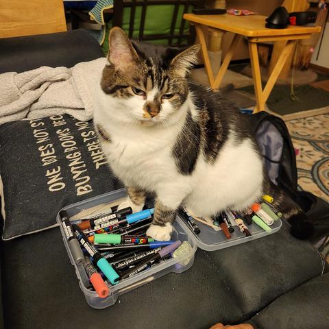 Olly has a white underside and  brown tabby markings on her face and her back. She is sitting in a large pencil case filled with paint pens. 

I don't know why I have to post a pic of Olly too, but here we are. It's not like either one of them would ever find out that Farnsie is on the internets today but Olly isn't. 

I also want to point out that Olly has two dark points on her forehead and also a brown splotch running down her nose and muzzle. Once you notice that it kind of looks like she has a bunny on her face, you will never unsee it.