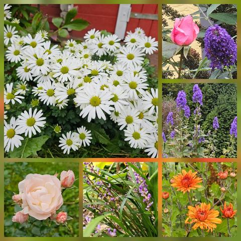 Top left: white daisy-like flowers of Actanthemum arcticum, a late autumn flowering ground cover. 
Top right: a pink bud of 'The Queen Elisabeth Rose' and a dark blue panicle of Buddleia 'Midnight' side by side.
Middle right: several flower spikes of Aconitum carmichaelii 'Arendsii' in dark blue with a dark green yew hedge as backdrop.
Bottom left: pale pink flower cluster of 'Martin Luther Rose'.
Bottom middle: shade loving Liriope muscari 'Moneymaker' with evergreen graslike leaves and dark blue flower spikes. 
Bottom right: the first buds of Chrysanthemum 'Mandarine' opening, an orange double flower.
