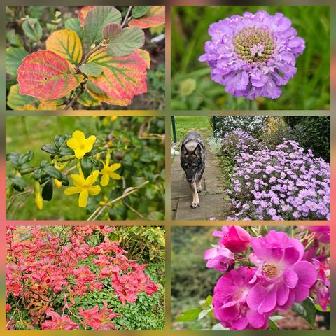 Top left: autumn colours of green, yellow, orange and red of Fothergillia gardenii.
Top right: the last purpleblue flower of Scarbiosa 'Mariposa Blue'.
Middle left: the first bright yellow flowers of Jasminum nudiflorum are already opening. 
Middle right: my grey German Shepherd passing the Aster flowerbed in full bloom. Masses of purple, pink and pale blue flowers. 
Bottom left: bright red leaves of Azalea pontica in autumn colours. The ground cover is Pachysandra terminalis.
Bottom right: A cluster of bright purplepink semi-double flowers of the rose 'Global Waterer'.