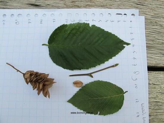 Photo of treespecies Ostrya carpinifolia : Category is blad-leaf-blatt-feuille-hoja