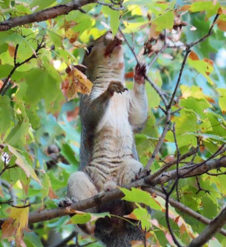 gray squirrel in maple tree