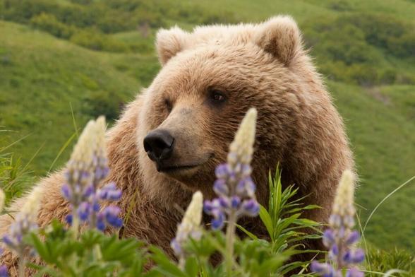 太っちょクマのコンテストが大人気、野生ならではの悲惨なハプニングも 写真7点 - ナショナルジオグラフィック日本版