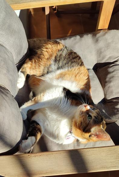 My calico cat Carrie lounging on a brown cushion seat on a wooden chair outside on the balcony, trying to catch some sun.