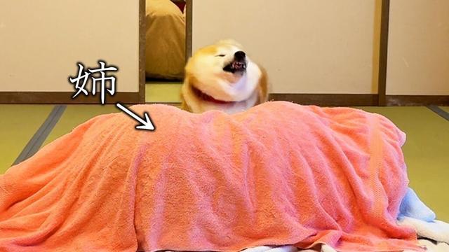 1年ぶりに避難先の旅館に行くと、お部屋に久しぶりのお姉ちゃんが隠れてて喜びが大爆発する柴犬→狂喜乱舞