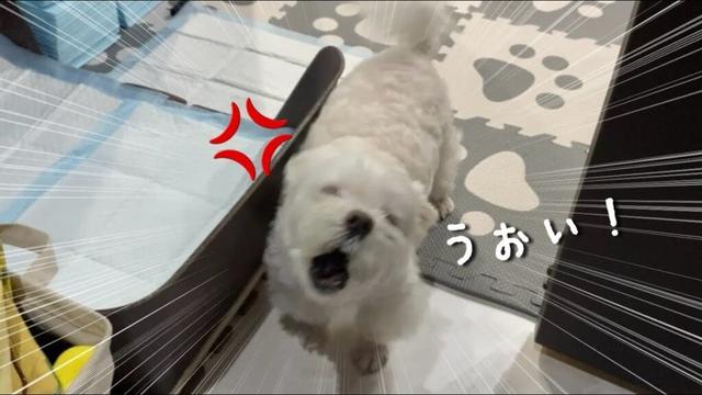 見て下さい…これがうちの犬の本性です