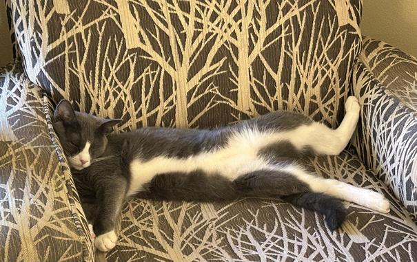 Josie, grey tuxedo lying crosswise on the seat of a chair with a branch motif in taupe and cream.  Her head propped against one arm, her body twisted to show the white of her stomach, both back legs splayed.  Eyes closed