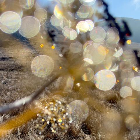 A closeup of dew drops on a fennel blossom stalk. It is not in focus, so the drops appear as large, glowing, somewhat translucent dots ranging from gold to almost white. They vary in size. At the bottom of the image there is a blossom with dew that is a little bit more in focus, and it looks like a cluster of gold jewels.