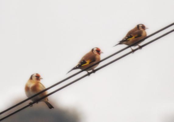 Mae tri llinos eurben (goldfinch) yn eistedd ar weiren yn erbyn arwyr llwyd iawn